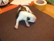 Bild 29